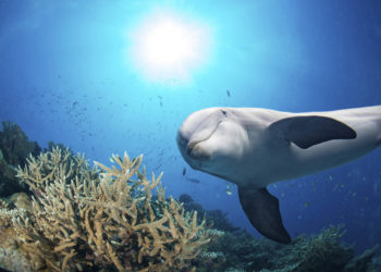 dolphin underwater on reef background dolphin underwater on reef background looking at you