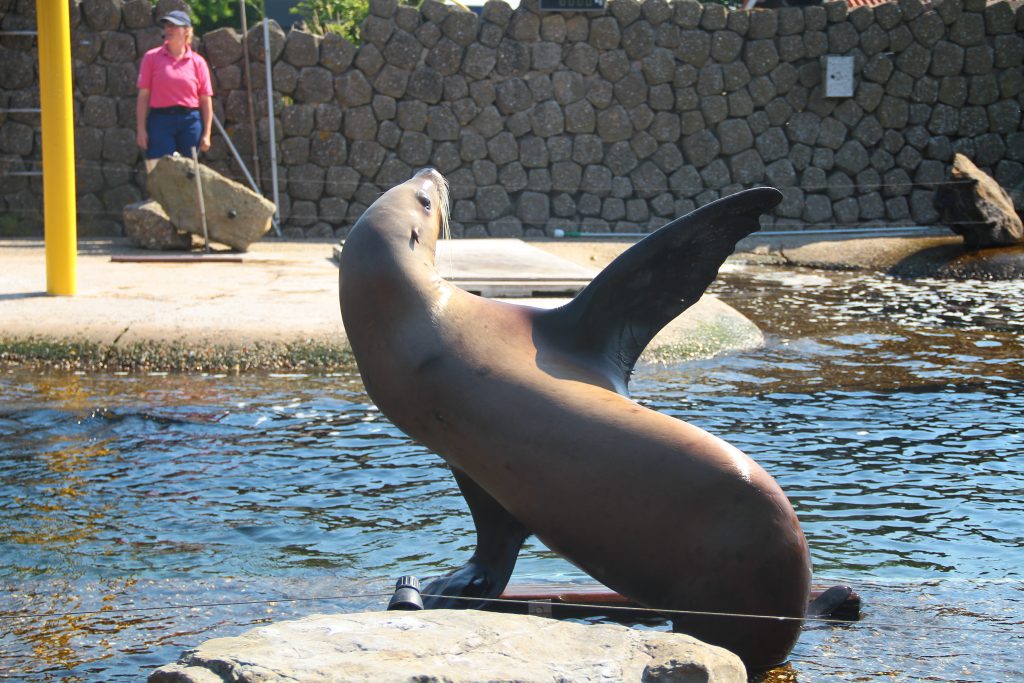 Een Stellerzeeleeuw moet verplicht zwaaien van de verzorgers in het Dolfinarium.