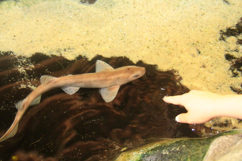 Haai in het Dolfinarium, waarbij een bezoeker deze probeert aan te raken.