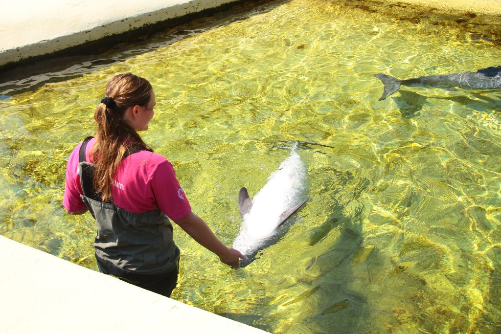 Bruinvis moet op de rug liggen van een verzorger in het Dolfinarium