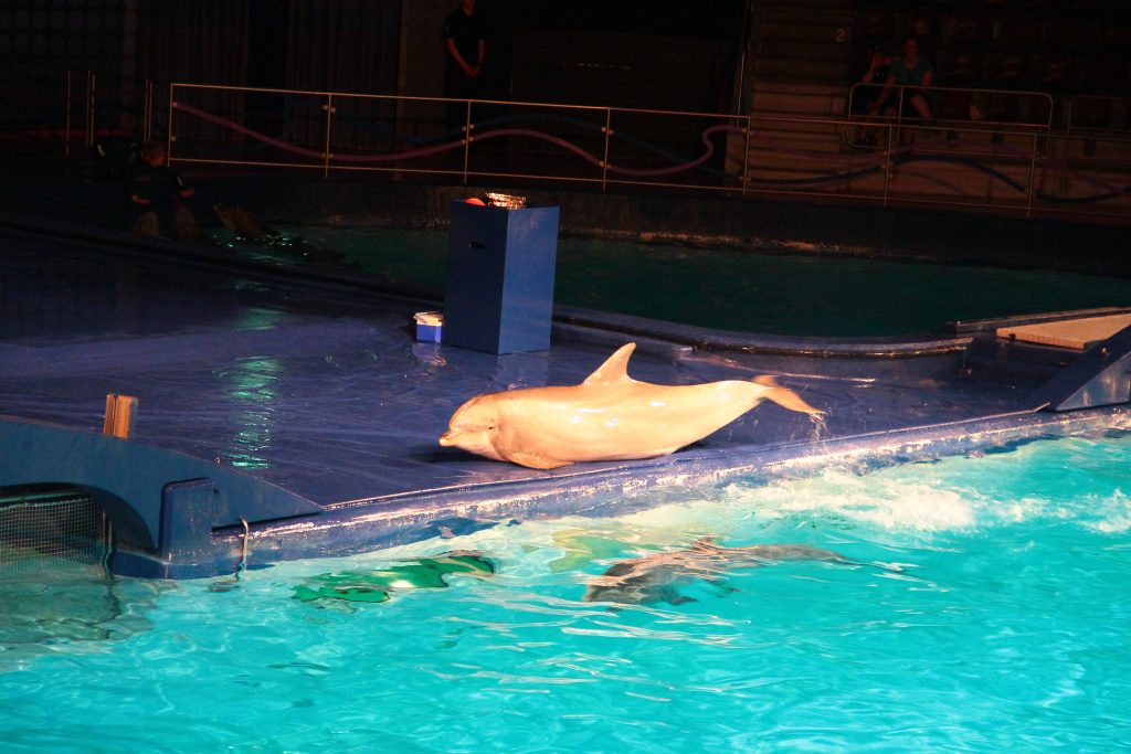 Een Dolfijn moet in een show in het Dolfinarium op de kant liggen.