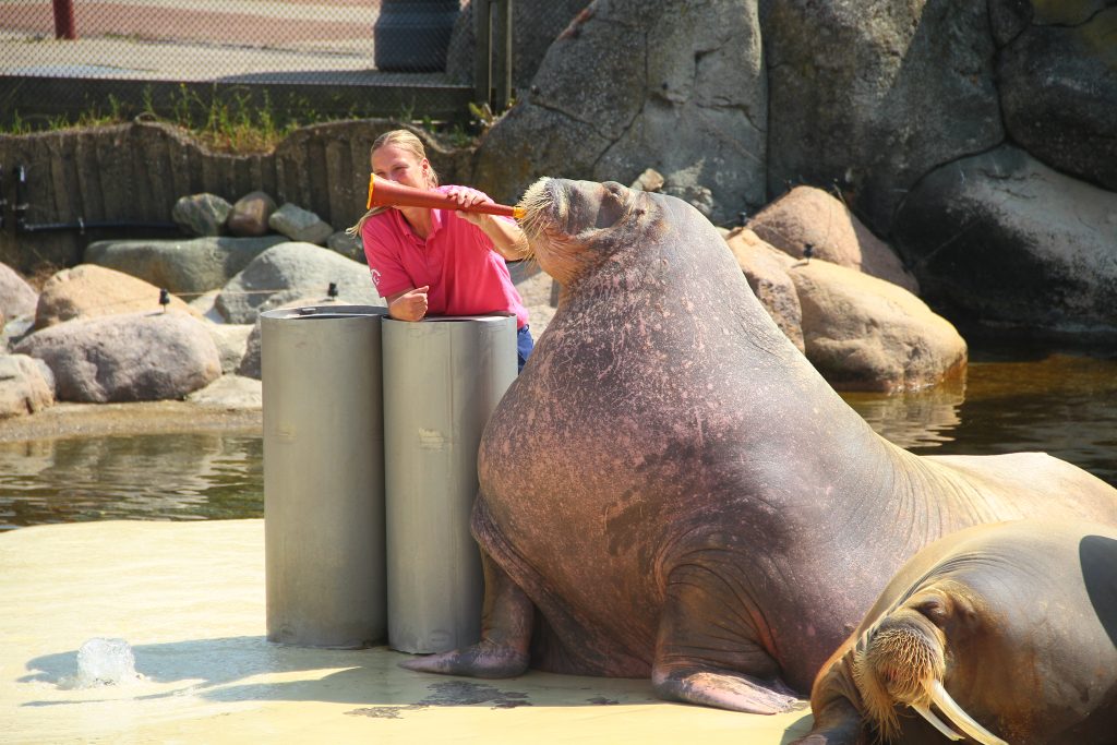 Walrus moet verplicht op een toeter blazen in het Dolfinarium.